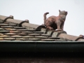 Le chat sur le toit aujourd'hui