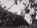 Le chat sur le toit, 1966, Archives RTS