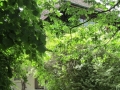 La Villa cachée dans la verdure